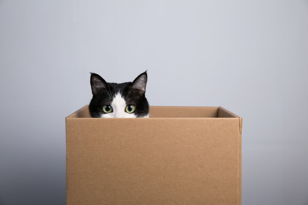 Tips For Moving Home If You Have A Cat